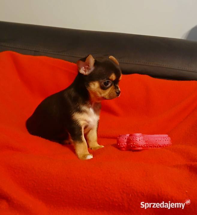 Suczka chihuahua mini Płock