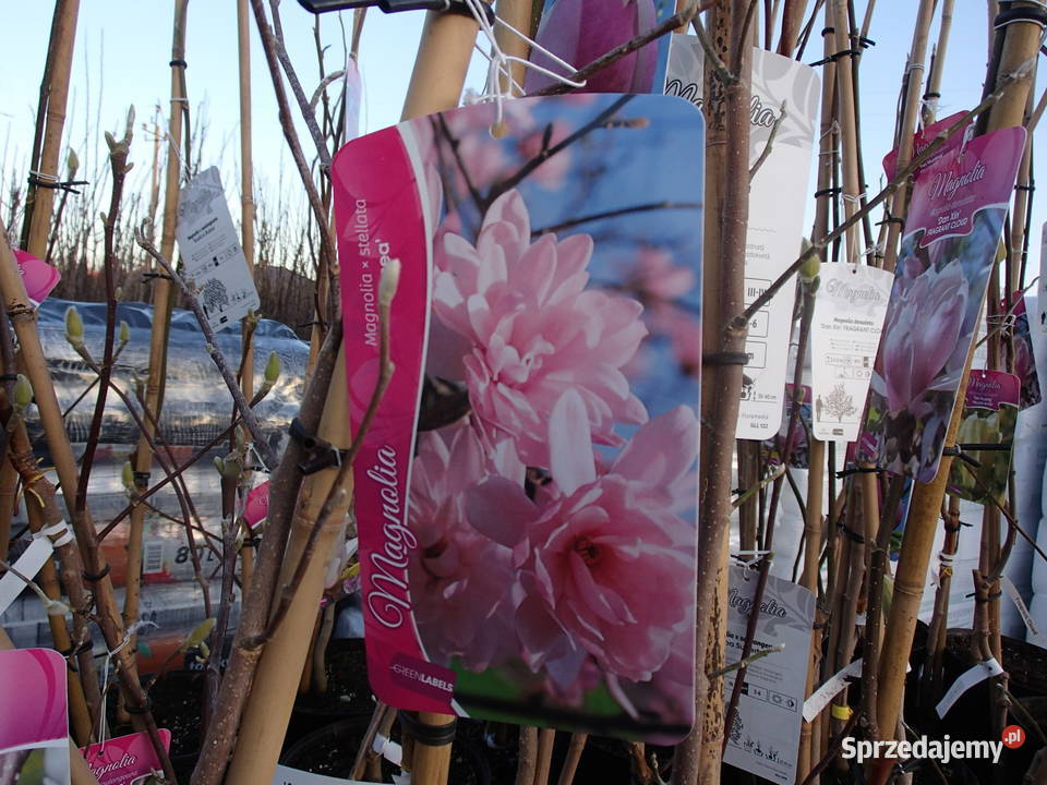 Magnolie szczepione w odmianach