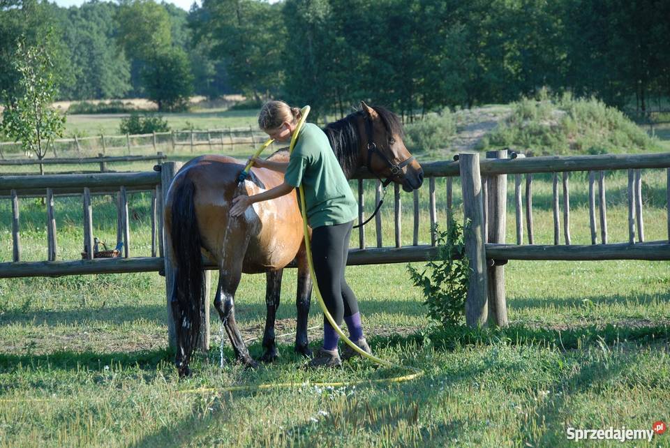 klacz huculska wielkopolskie Młodzianów