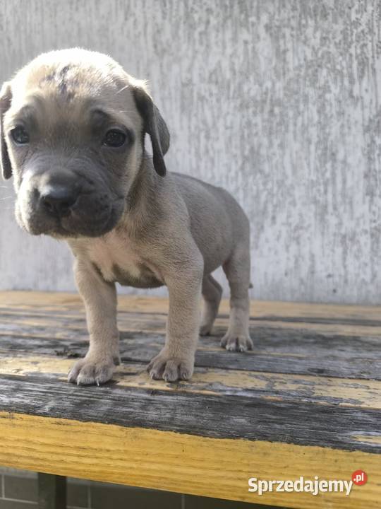 Cane Corso szczeniaki Cieszanów sprzedam