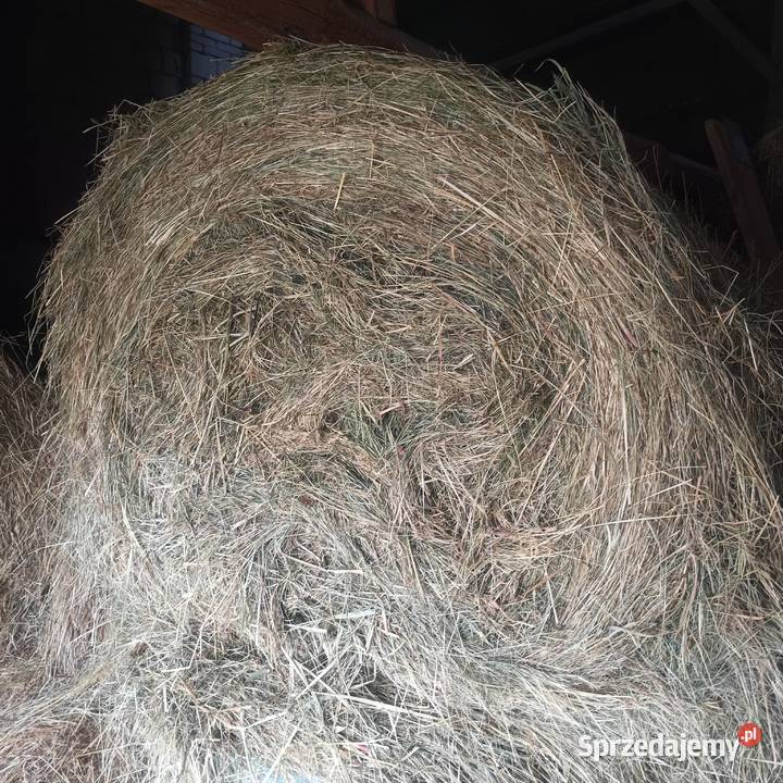 Siano w belach 2025 Trawy, słoma sprzedam