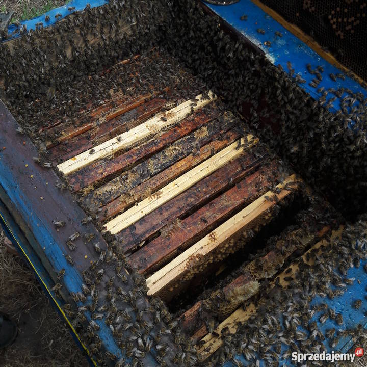Ule wielkopolskie z PSZCZOŁAMI Bydgoszcz