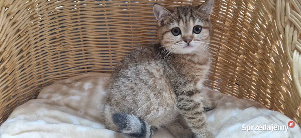 Kocurek Brytyjski złocisto pręgowany Katowice