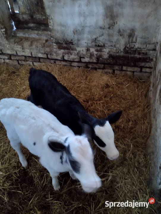 Sprzedam cielaki Parczew