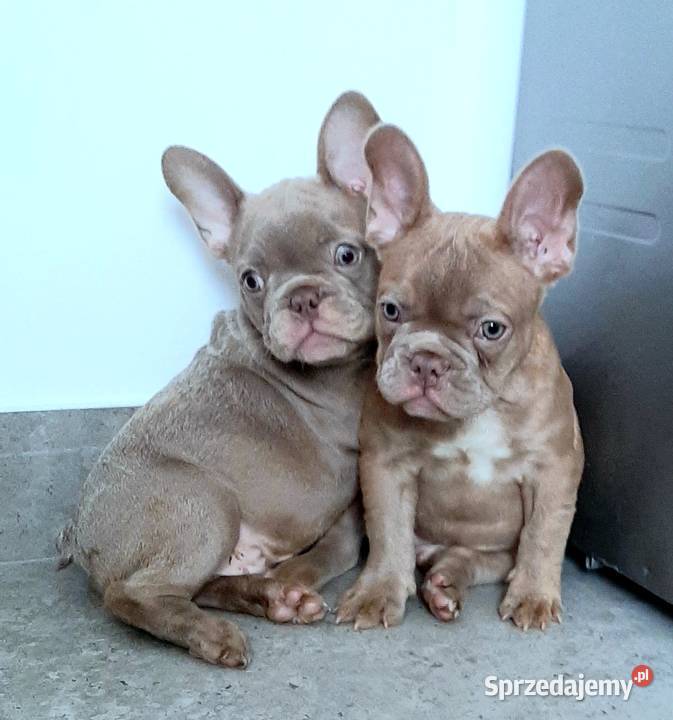 Buldog francuski pieski i suczki Pabianice sprzedam