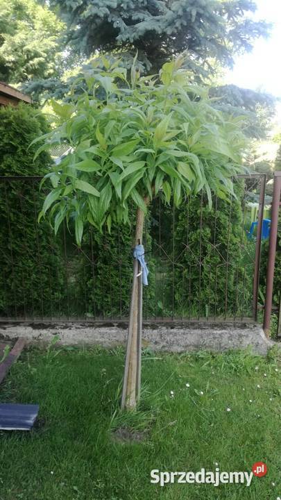 Chitala taszkinecka katalpa szczeiona na pniu w Puławy