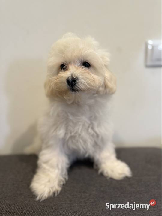 Maltipoo śliczna sunia Pozostałe dolnośląskie Bolesławiec sprzedam