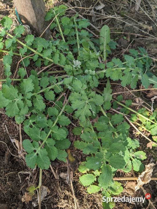 Glistnik jaskółcze ziele sadzonki Zioła Kraków sprzedam