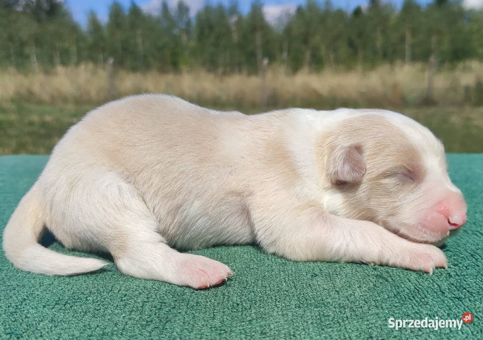 Pies eered BORDER COLLIE pełna dok REZERWACJE podkarpackie Iwonicz