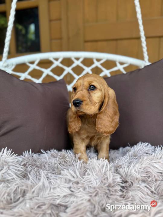 Piękny złoty piesek Cocker Spaniel Angielski Warszawa