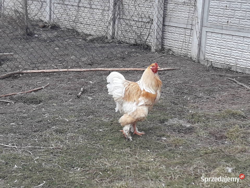 Kogut Brachma olbrzymia Lemon Pyle Dwikozy