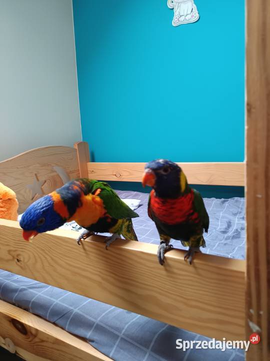 Zamienię lorysy Rożnów