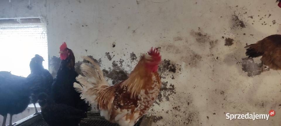 Młode koguty z wolnego wybiegu różne rasy Michów