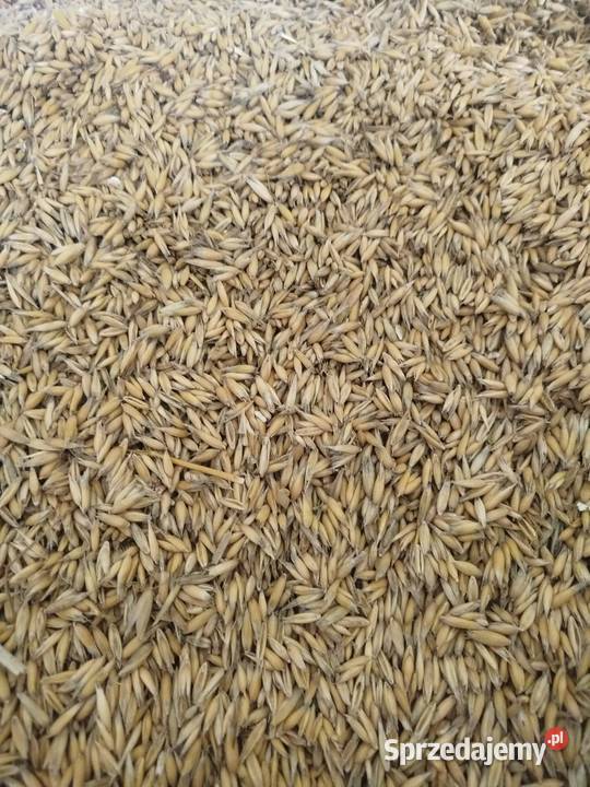 Owies Bingo zbiór 2025 podkarpackie sprzedam