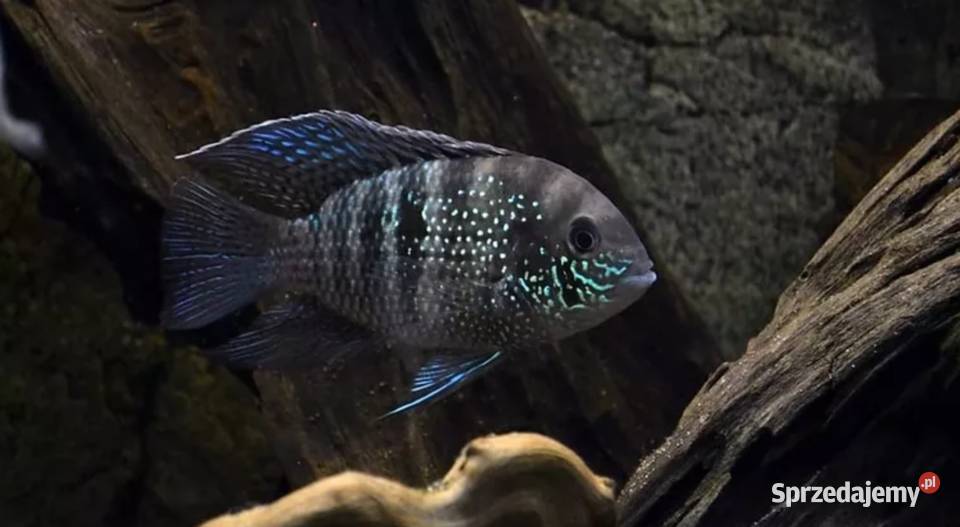 Akara błękitna Andinoacara pulcher BOGATA Gdańsk