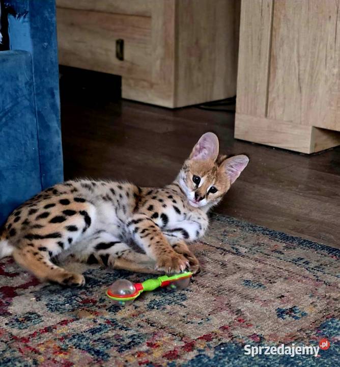 Serwal Afrykański Leptailurus serval przepiękna