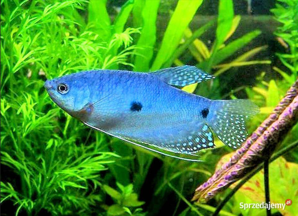 Gurami dwuplamisty Gurami dwuplamy Gurami Ryby Gdańsk sprzedam