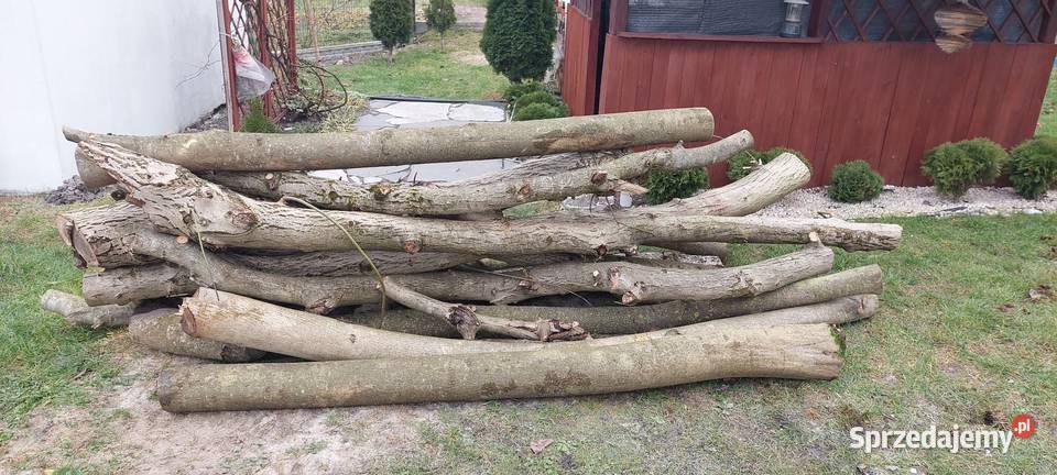 Orzech Wloski Drzewo Opole Lubelskie