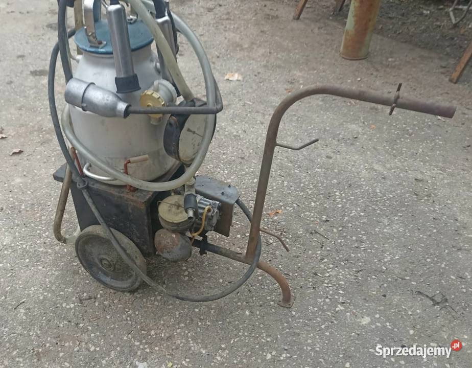 Dojarka ruska małopolskie Pisarzowa