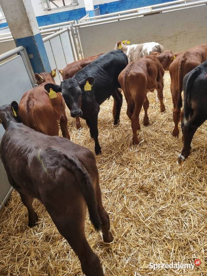 Byczki Jalowki na paszę Bydgoszcz