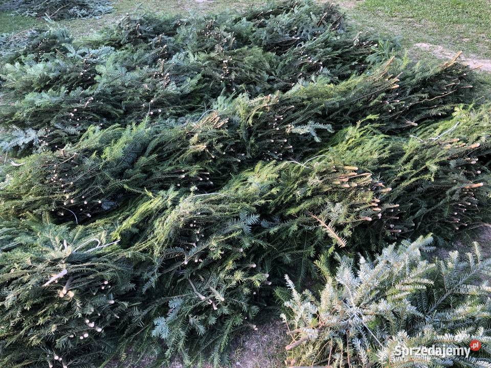 Gałęzie jodłowe do ozdoby sal wejść itp Osuchów