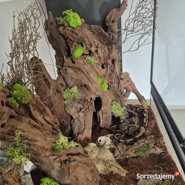Python królewski z terarium Miasteczko Śląskie