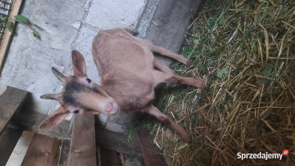 Kozy Alpejskie Kozy małopolskie Limanowa sprzedam