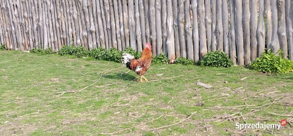 Koguty włoszki legbary 25r Drób i ptactwo Pruchna
