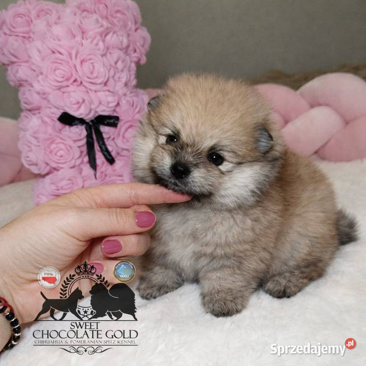 Sunia Szpic miniaturowy pomeranian Orange Sable mazowieckie Warszawa