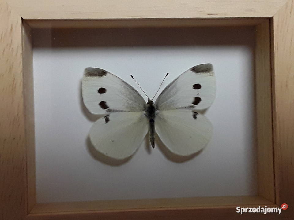 Motyl w ramce 10 x 8 Pieris rapae Bielinek Pozostałe Szczecin