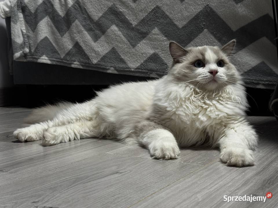 FPL kocur RAGDOLL blue bicolour