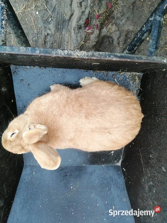 króliki burgmodzkie samiec Karczewo sprzedam