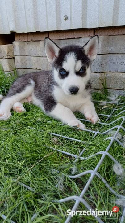 Zapowiedź Rasa Husky Siberian małopolskie Męcina sprzedam
