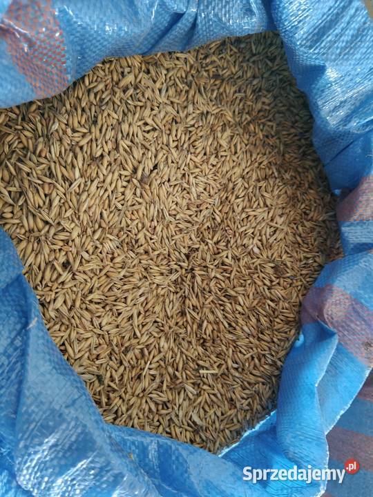 Owies Reflex zbiór 20242025