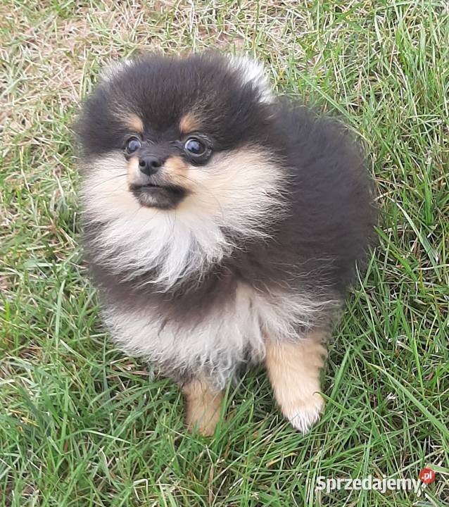 Szpic miniaturowy pomeranian sunia Pabianice