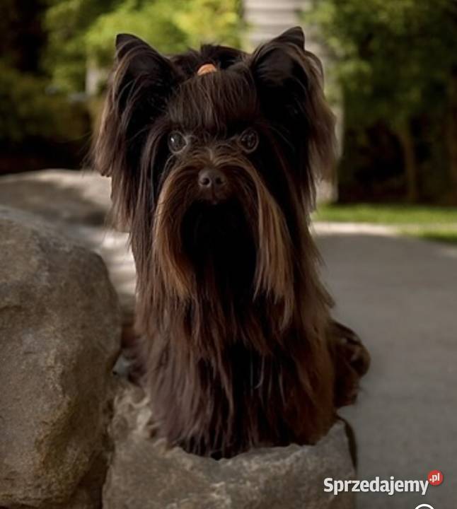 Chocomerle Yorkshire Terrier Myślenice