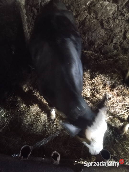 Sprzedam Jałowice wysoko cielną Konopki-Monety