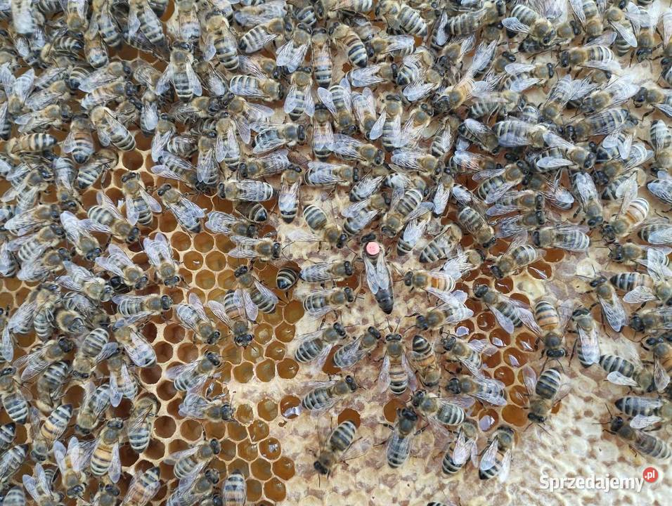 Matki pszczele unasiennione Półwieś sprzedam