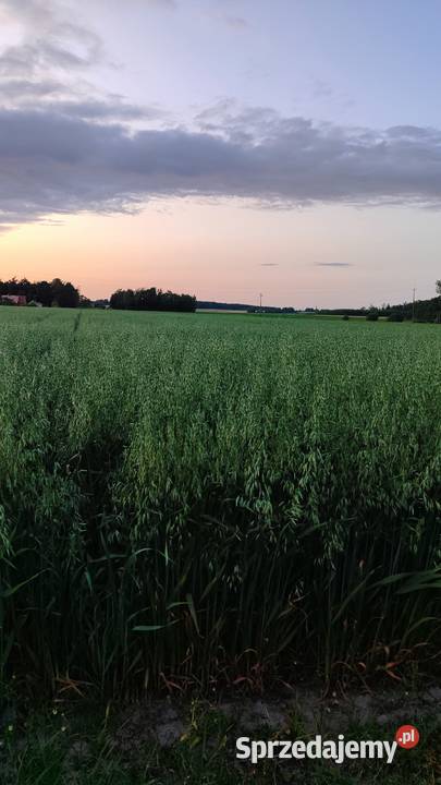 Sprzedam owies mazowieckie Maków Mazowiecki sprzedam