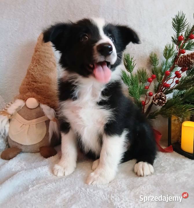 Border collie szczenięta