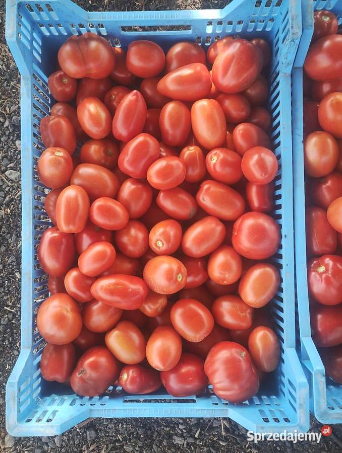 Pomidor gruntowy podłużny lubelskie Buchałowice sprzedam