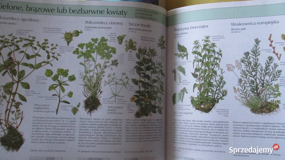 Larouss Ziemia Rośliny Zwierzęta Nasza przyroda biologia, ekologia łódzkie Łódź
