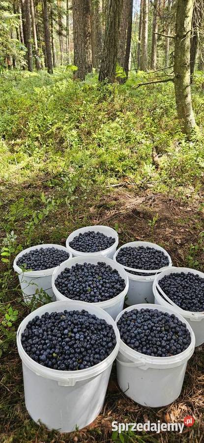 Jagody leśne Lublin