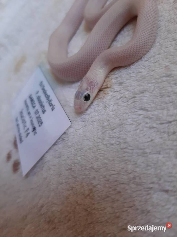 Wąż zbożówka obsoleta leucistic śnieżnobiały Warszawa