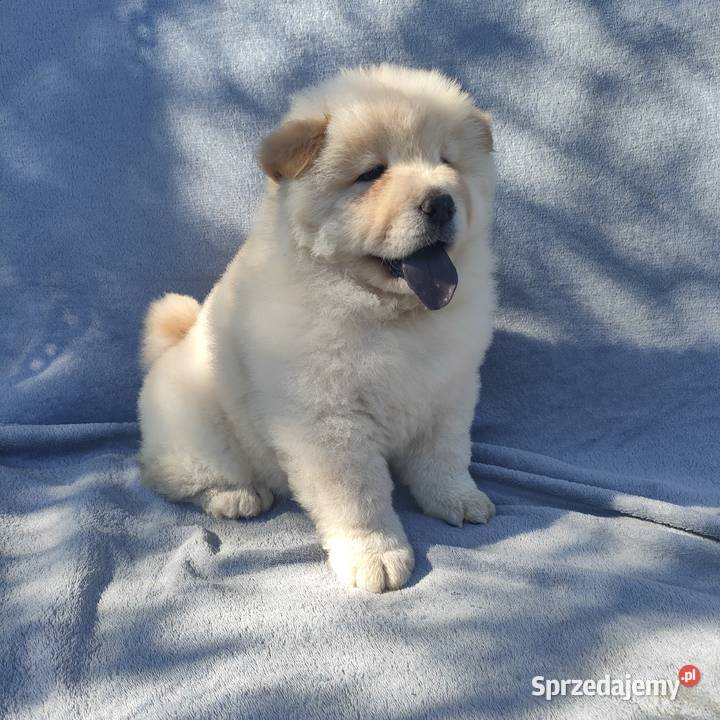 koliko koštaju štenci chow chow