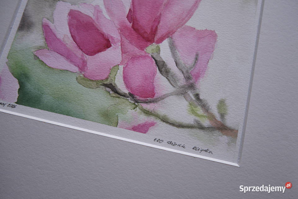 Ulotna magnolia akwarela w passepartout format Łódź sprzedam
