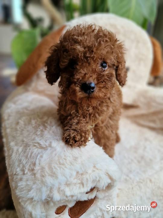 Pudel toy chlopczyk badania genetyczne Nowy Sącz