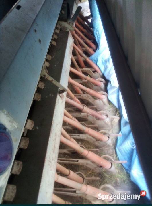 Siewnik poznaniak Miłosław