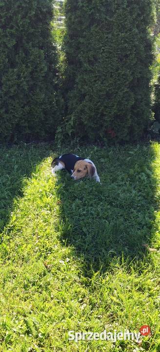 Piesek Beagle tricolor metryka czip wyprawka