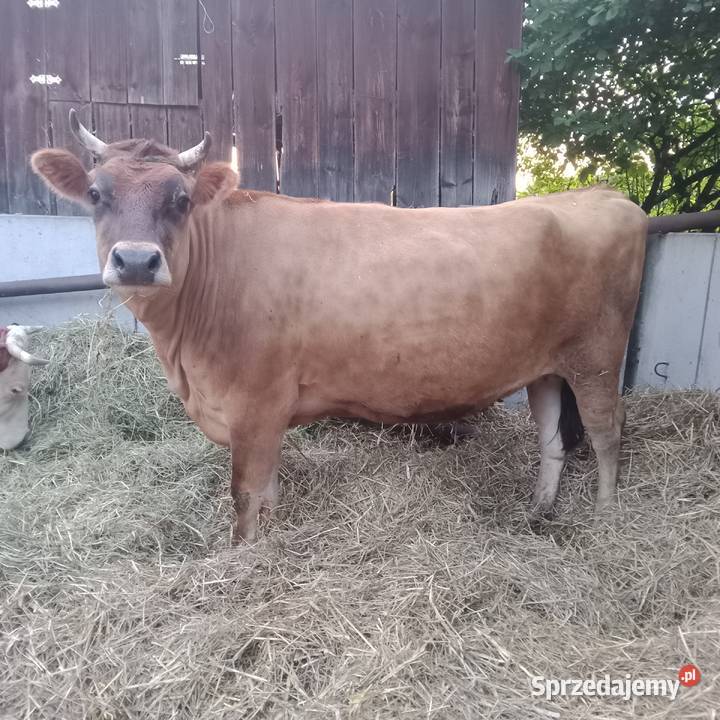 Sprzedam 2 eko krowy SM i Yersey w ręce Zwoleń